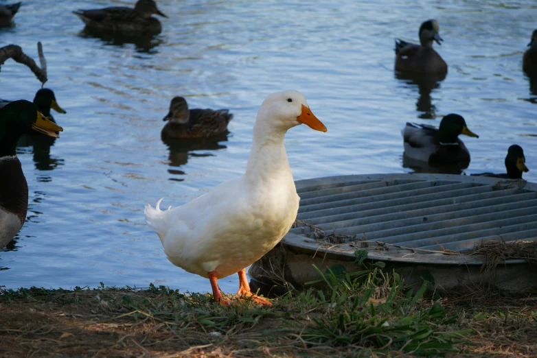 a white duck standing next to the water
