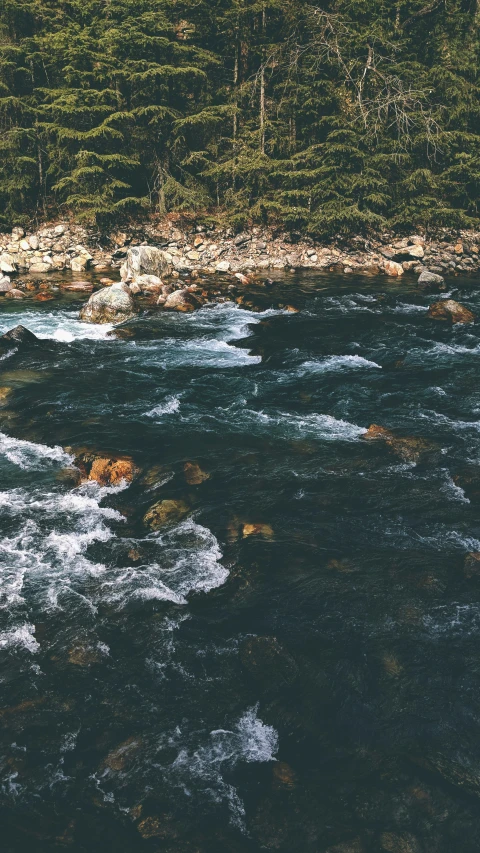 two bears sitting on rocks in a stream