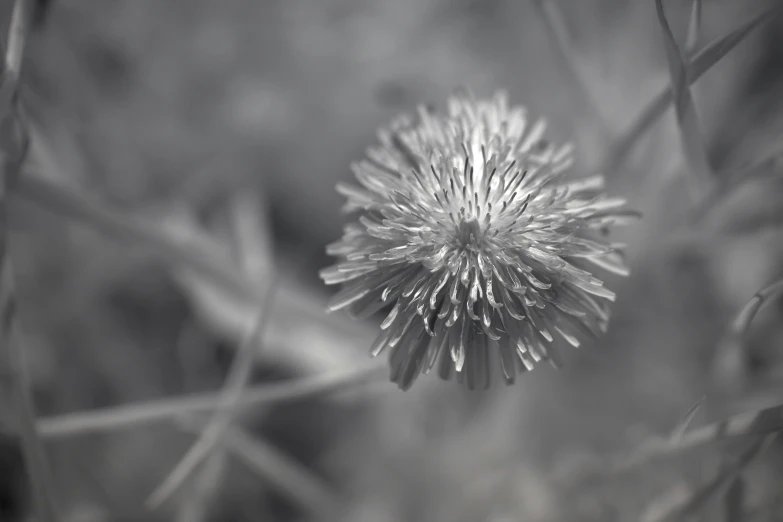 a picture of a flower that is in the middle of a field