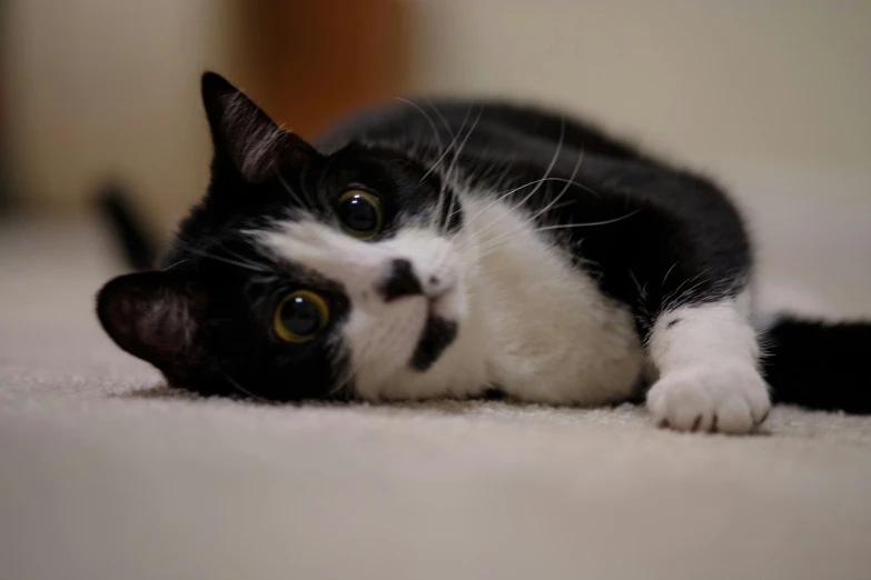 a black and white cat laying down on the floor