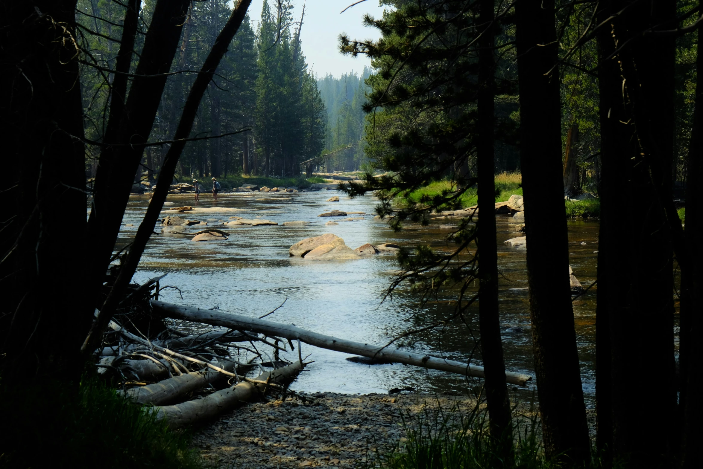 trees and logs next to water near the shore