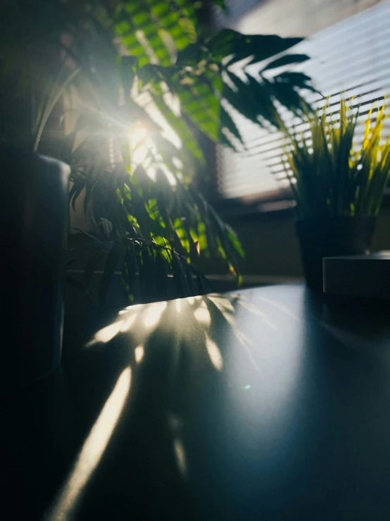 the sun shines brightly through the window blinds onto the green plant
