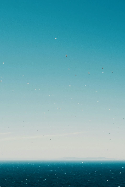 people in the water looking at birds flying over them