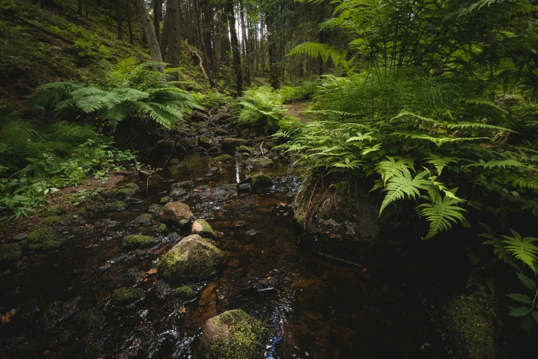 a stream running through a lush green forest filled with ferns