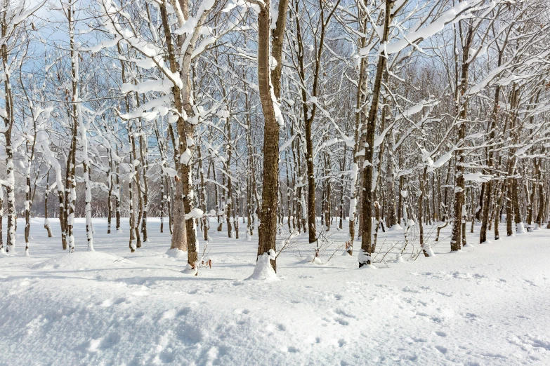 a snowy path in the woods on a sunny day