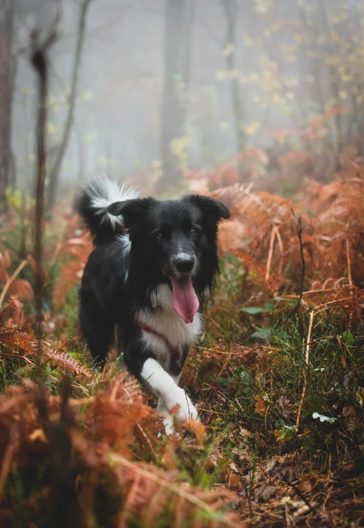 the dog is running through a misty forest