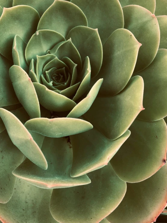 an overhead s of a large flower that is not blooming yet