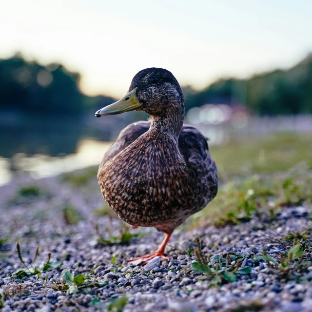 a duck standing on rocks next to a river