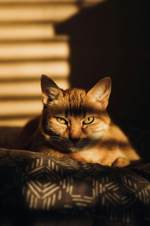 a cat that is sitting down with it's head near the floor