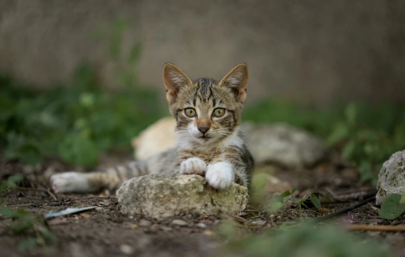 a tabby cat laying in some dirty dirt