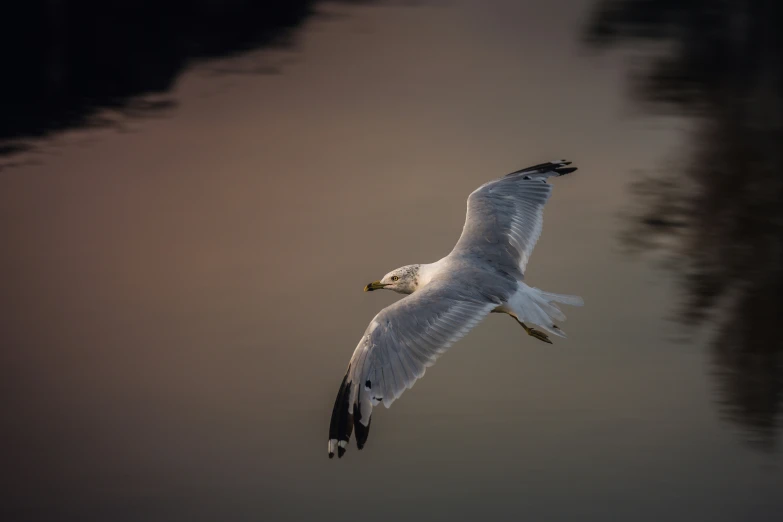 a seagull is flying close to the water