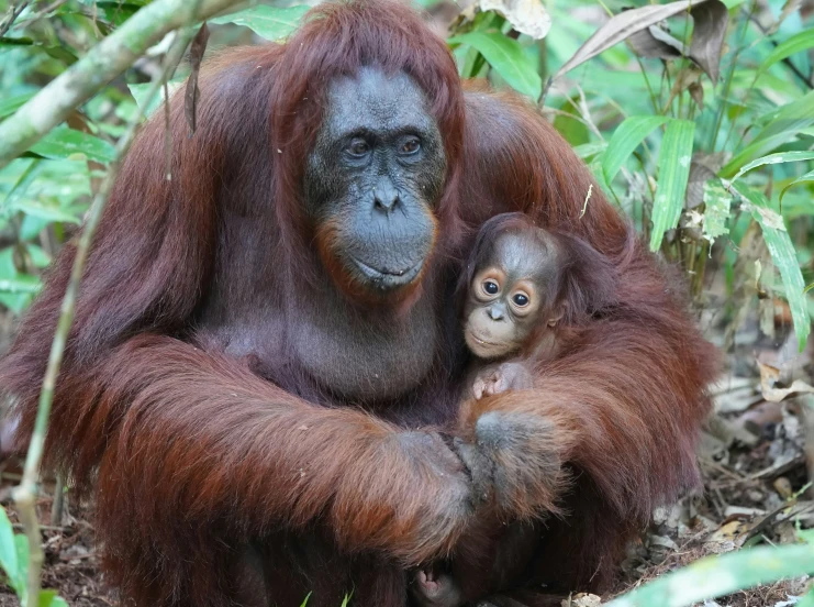 an adult orangue holding a young one in the jungle