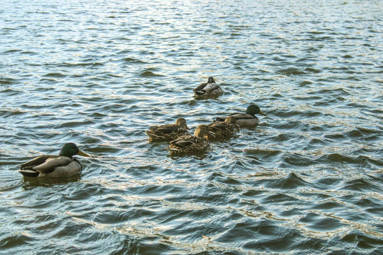 three ducks in a lake of water near each other