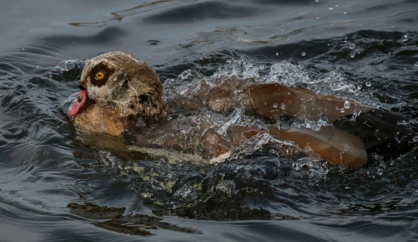 a brown duck with its mouth open floating on top of water
