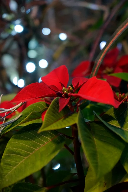 red flowers in the midst of greenery, with white lights behind