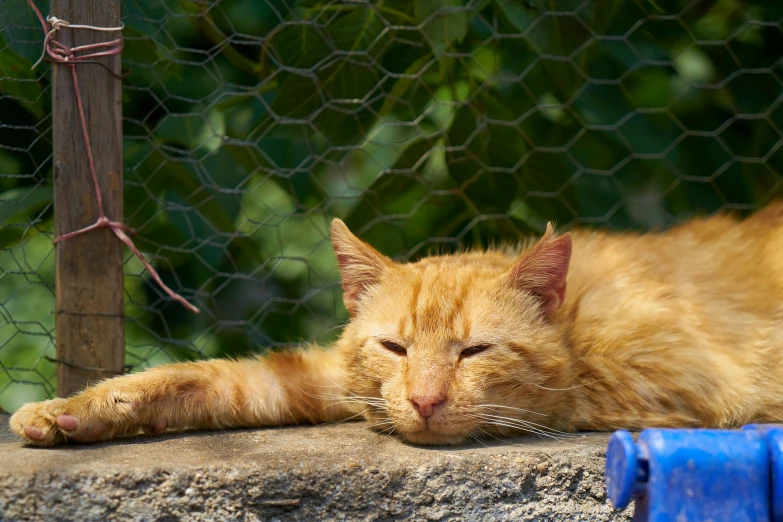 an orange cat is sleeping on a concrete ledge