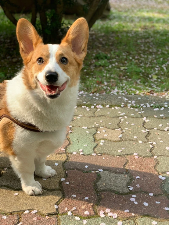 a dog sitting and smiling in front of a tree