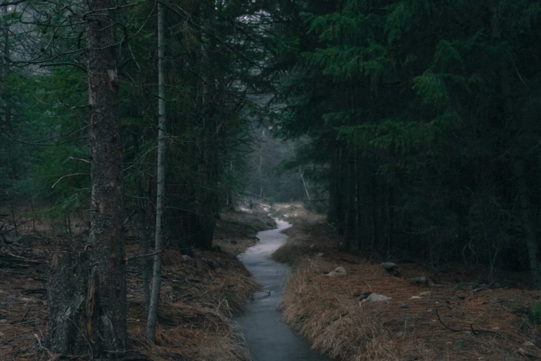 a dark forest trail has trees along it