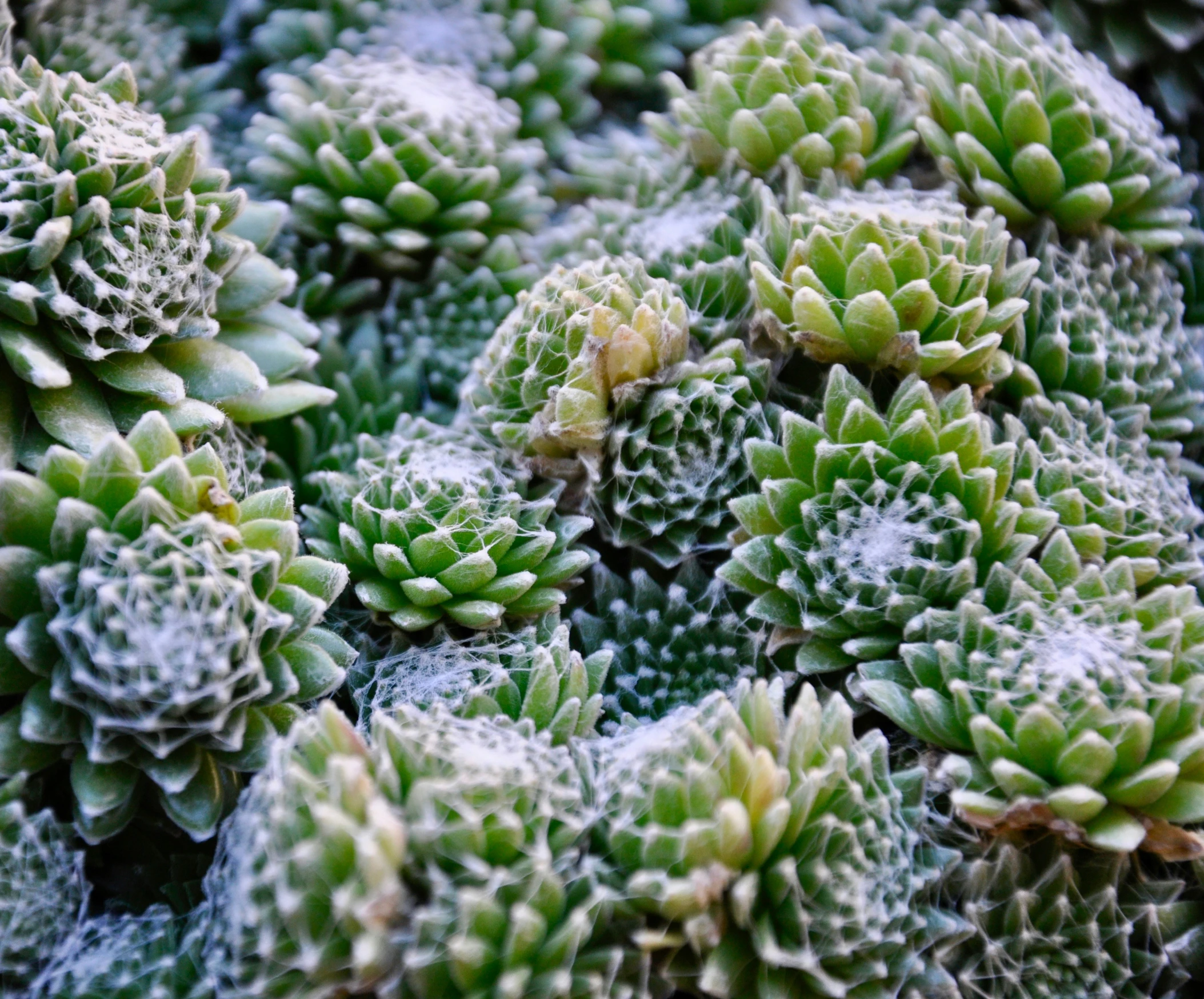 a close up image of a group of plants with snow on them