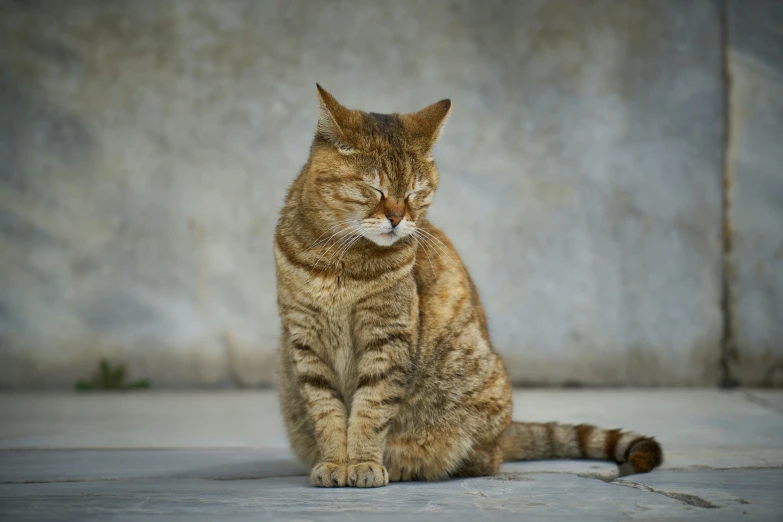 a tabby cat with a serious look sits against a wall