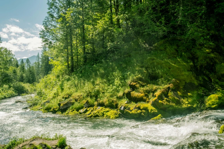 a mountain stream running between lush green trees