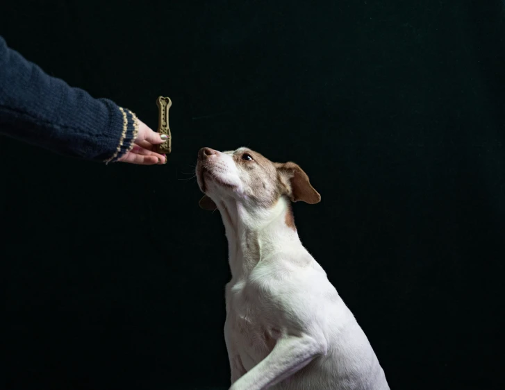 a dog is being handed a bone by someone