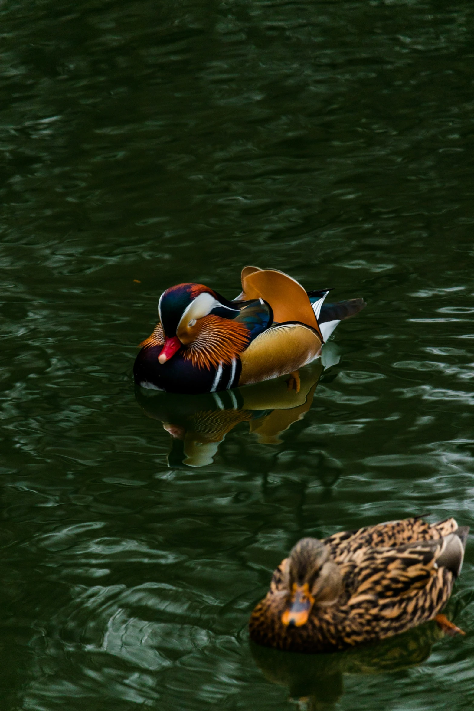 two ducks that are swimming in the water