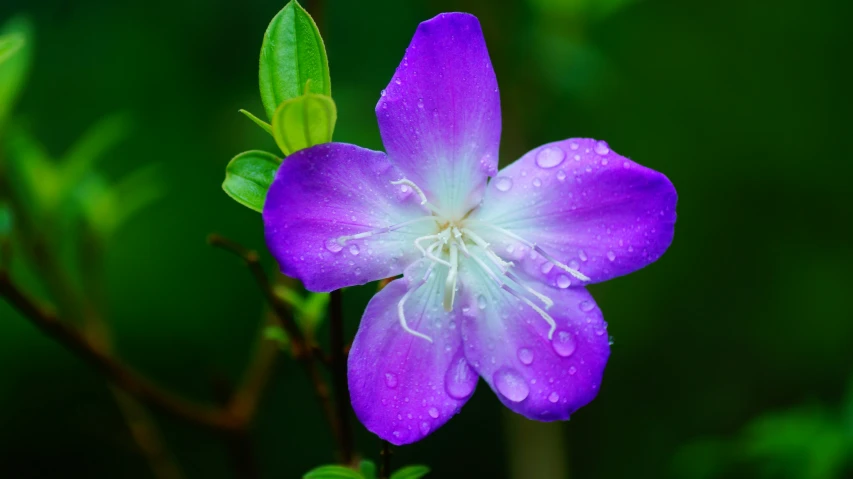 there is a purple flower with water drops on it
