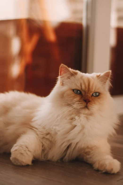 a fluffy cat is laying on the floor looking at the camera