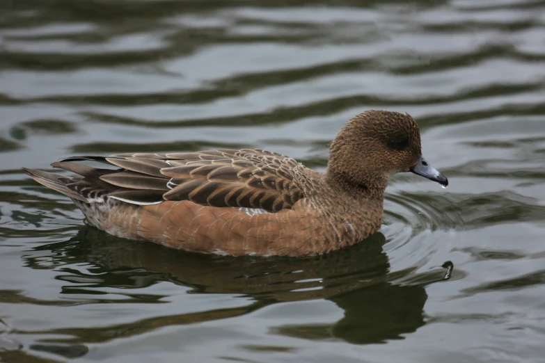 a duck floating on top of water next to some birds