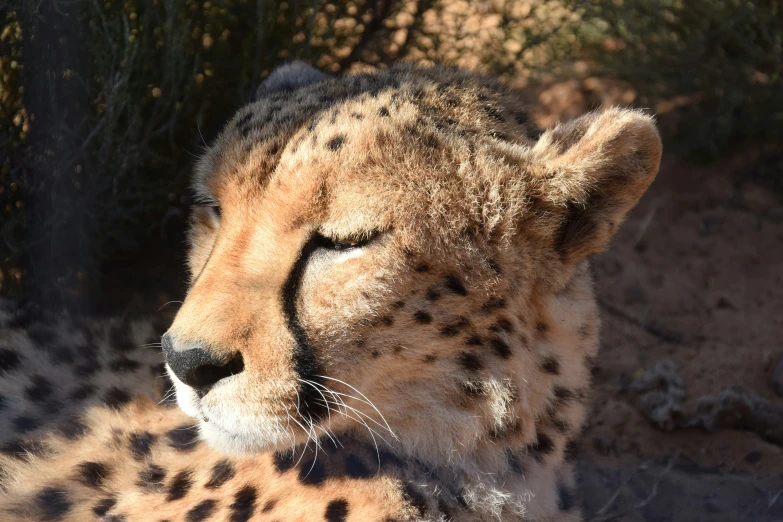 a cheetah stares out from behind some bushes