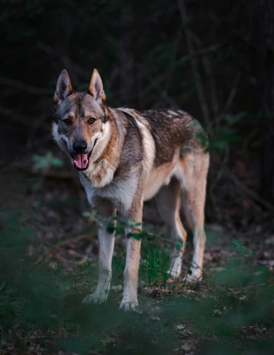 a wolf that is standing in the grass