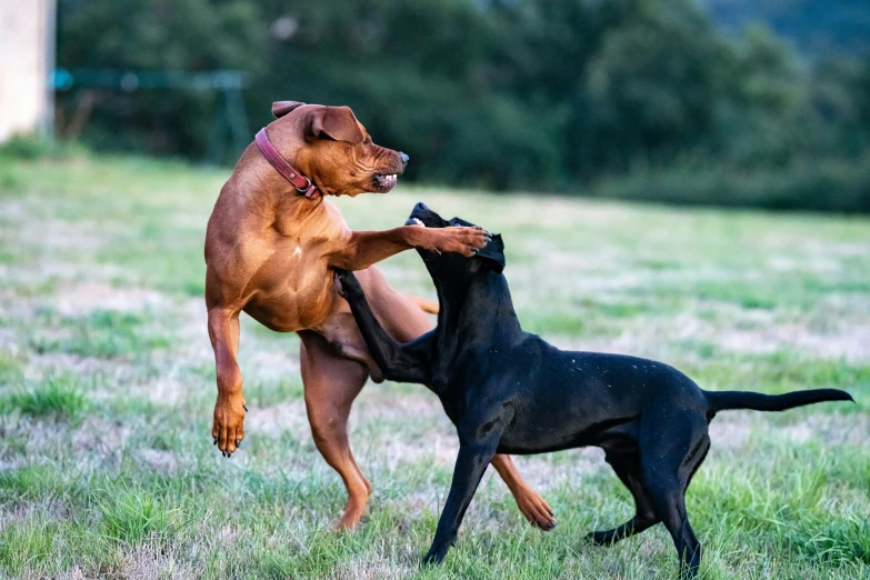 two dogs are fighting in a grassy area