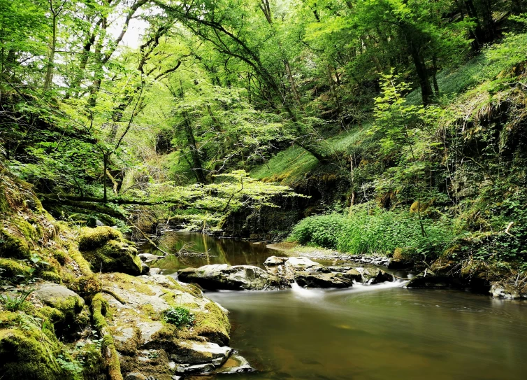 a narrow rocky stream surrounded by green foliage
