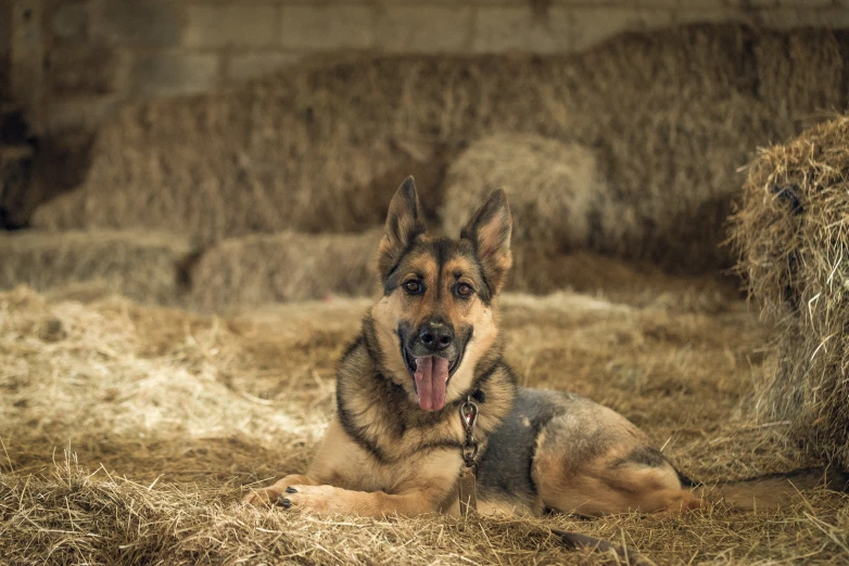 a german shepard laying on hay next to a bale of hay