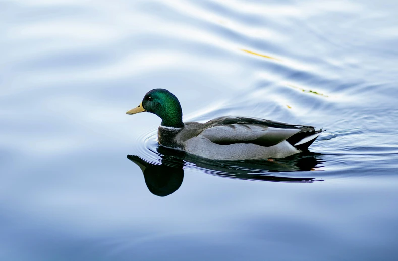 a duck floating in the water next to a yellow object