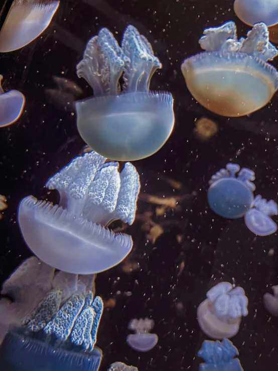 jellyfish swim in an aquarium tank during the day