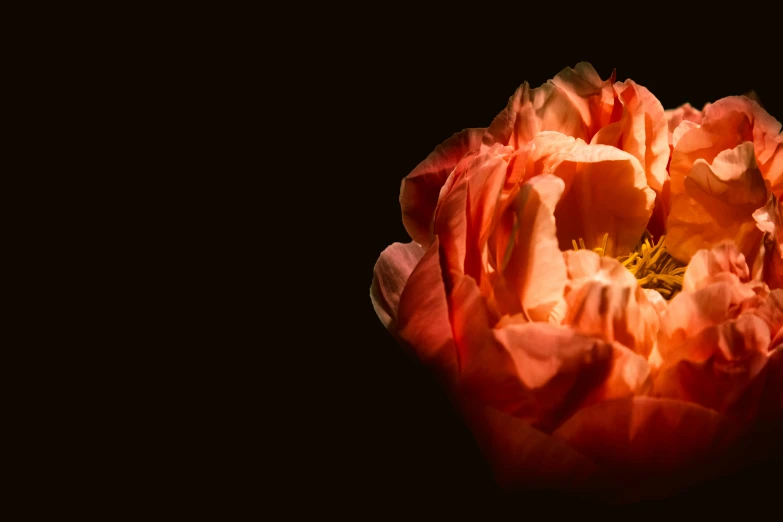 the top of a pink flower with a black background