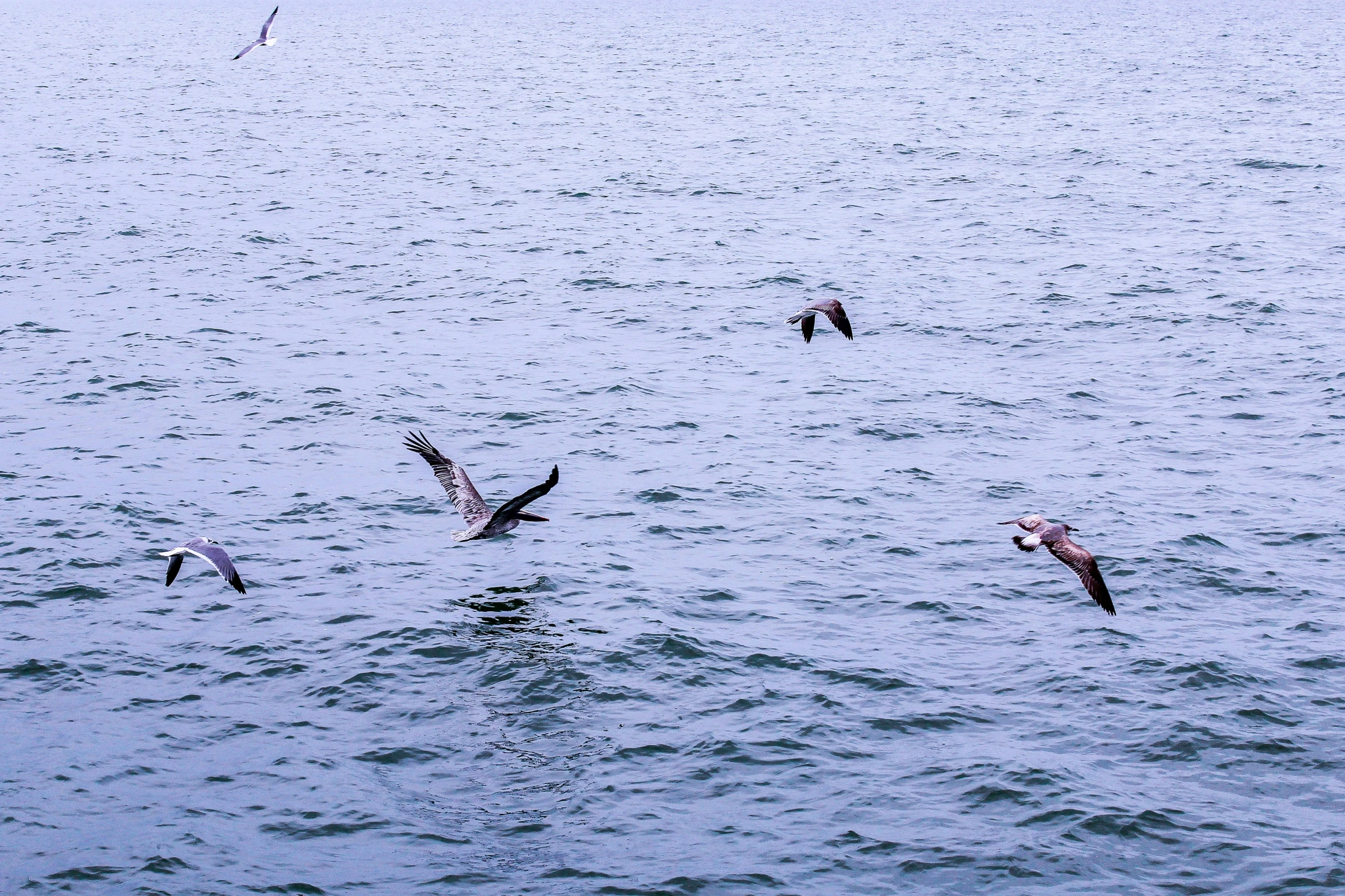 birds are flying over the water while it's raining