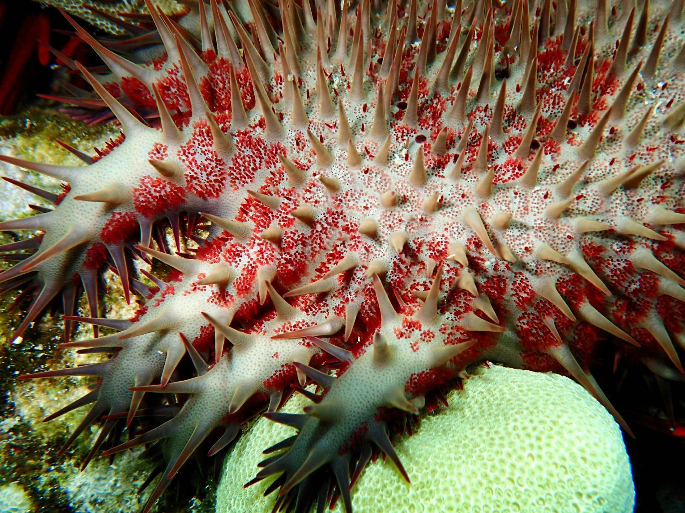 a very large and colorful coral with red accents