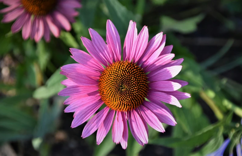 the large pink flowers are growing together