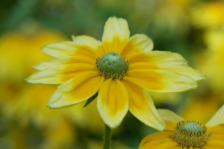 yellow flowers in front of a green and yellow background