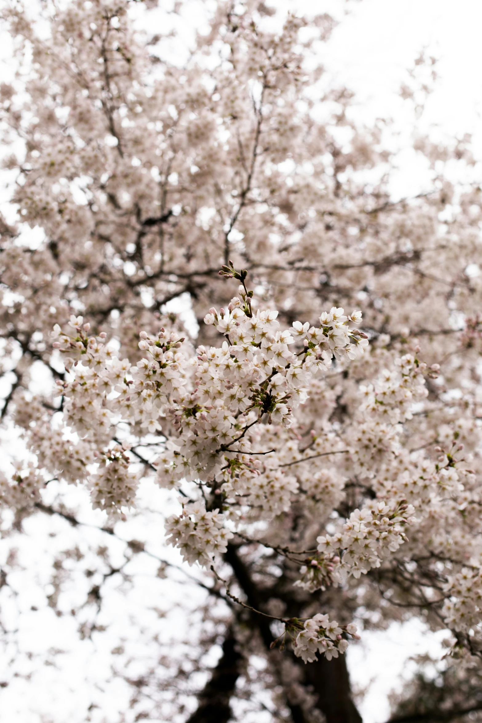 a white flowering tree with a sky background