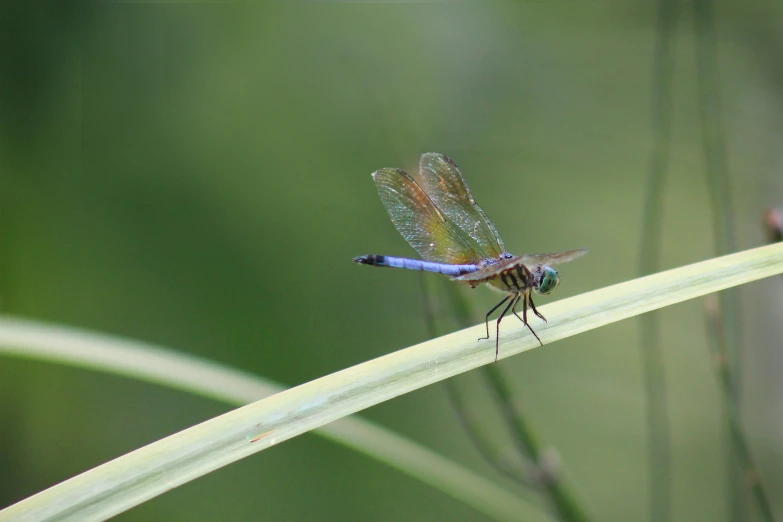 a dragon fly sitting on the end of a leaf