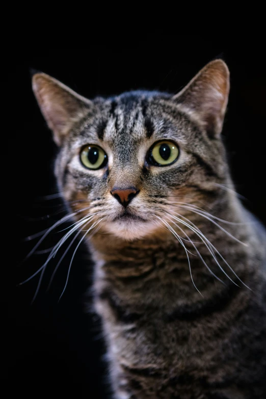 an angry looking gray cat staring at the camera