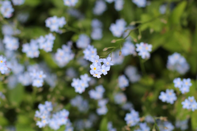 blue flowers are blooming in the garden