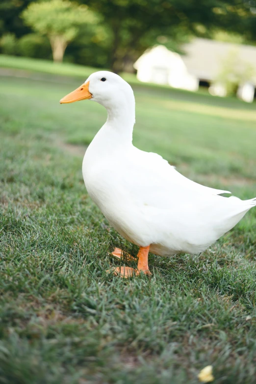 a white duck stands on the grass in a park