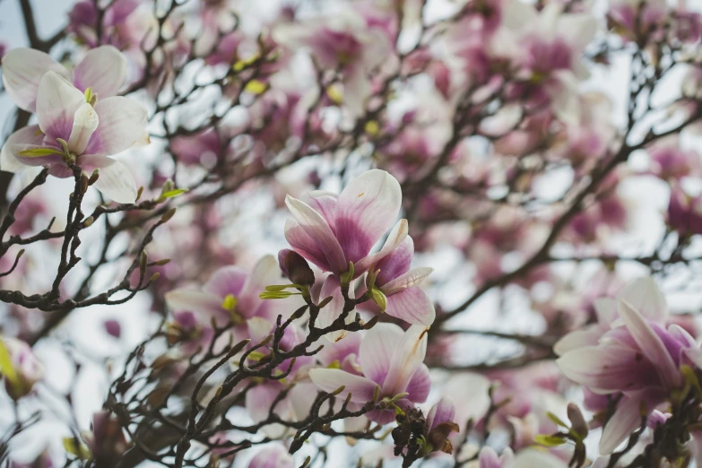 closeup of tree nches with flowers on them