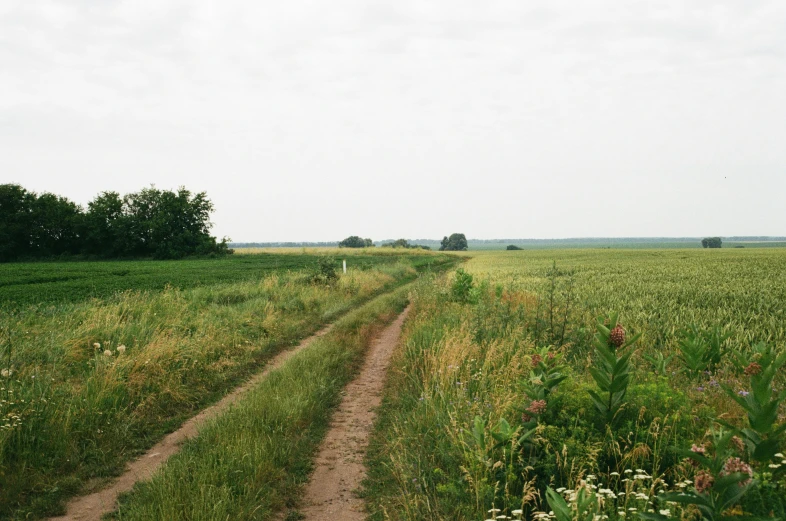 two tracks in the grass with a tree and an empty road