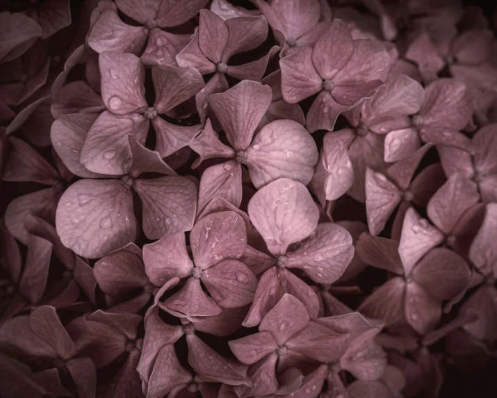 a plant that is covered with water droplets